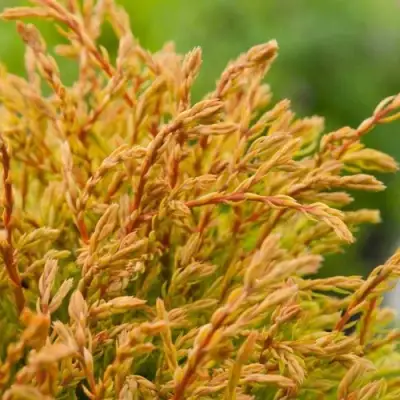 Туя ГОЛДЕН ТАФФЕТ западная в Слониме