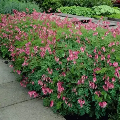 Дицентра изящная в Слониме