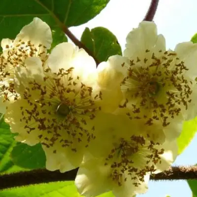 Актинидия АТЛАС (МУЖСКОЙ) киви в Слониме