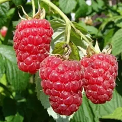 Малиновое дерево ТАРУСА в Слониме