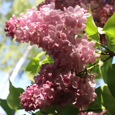 Сирень МЕДОВЫЙ СПАС в Слониме