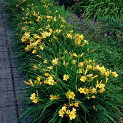 Лилейник СТЕЛЛА ДЕ ОРО гибридный в Слониме