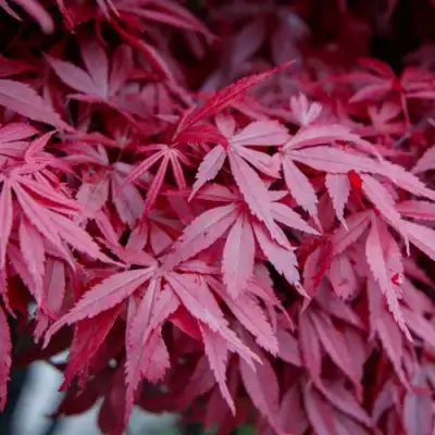 Клен дланевидный АТРОПУРПУРЕУМ в Слониме