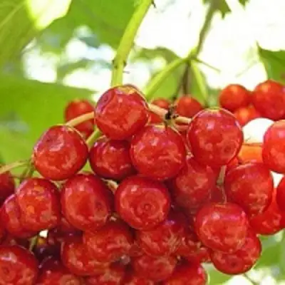 Калина КИЕВСКАЯ САДОВАЯ в Слониме