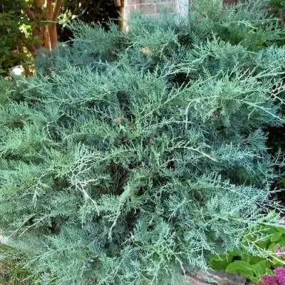 Можжевельник ГРЕЙ ОУЛ виргинский  в Слониме