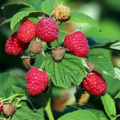Малиновое дерево СКАЗКА в Слониме