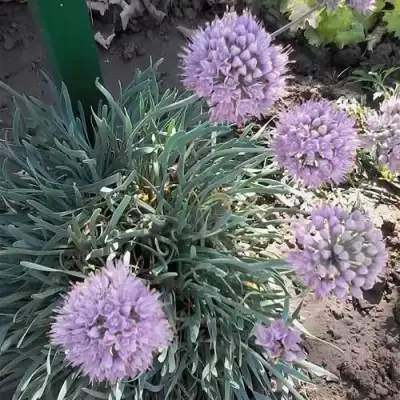 Лук СПИРАЛИС горный в Слониме