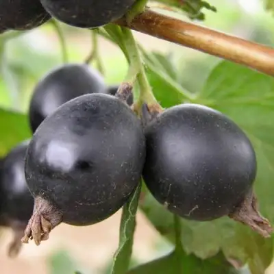 ЙОШТА в Слониме