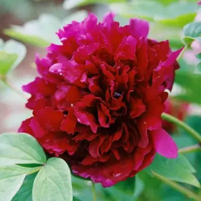 Пион ГАЛАКТИКА травянистый в Слониме