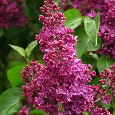 Сирень ЗНАМЯ ЛЕНИНА в Слониме