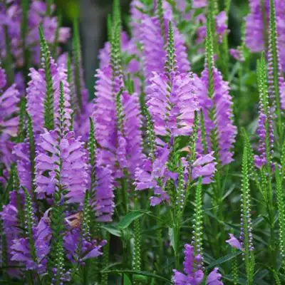 Физостегия РОЗЕЯ виргинская в Слониме