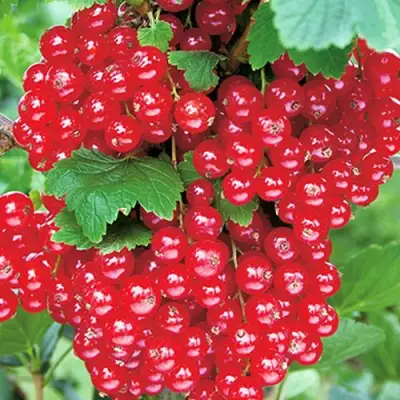 Смородина красная РУДНЕУС в Слониме