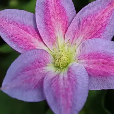 Клематис ЧЕЙНДЖ ОФ ХАРТ в Слониме