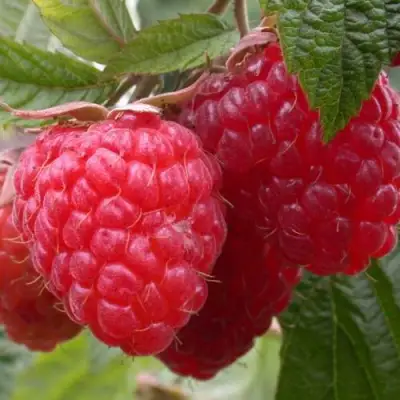 Малина ПИНГВИН в Слониме