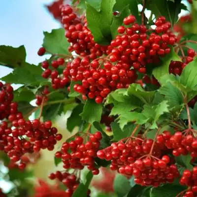 Калина ТАЕЖНЫЕ РУБИНЫ в Слониме