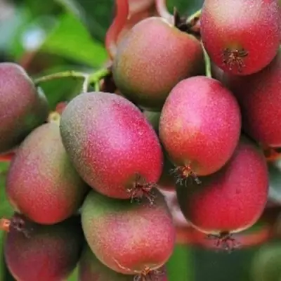 Актинидия ВЕЙКИ аргута в Слониме