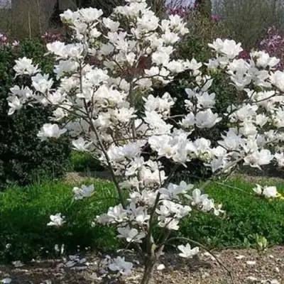 Магнолия АЛЬБА СУПЕРБА в Слониме