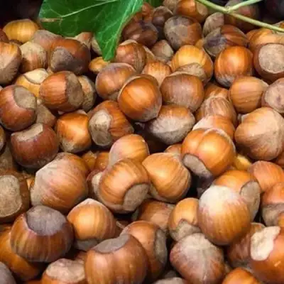 Фундук ТОНДА ДЖИФФОНИ в Слониме