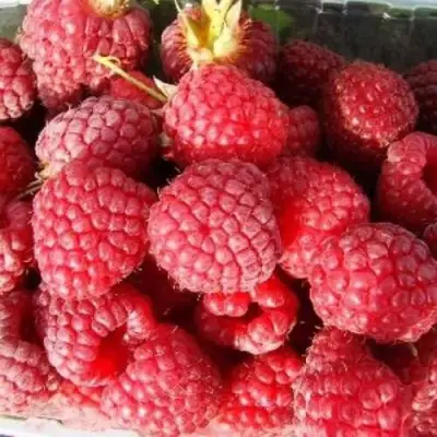 Малина ПОЛЕСЬЕ в Слониме