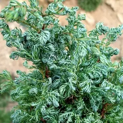 Кипарисовик БЕБИ БЛЮ горохоплодный в Слониме