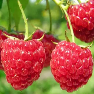 Малина ПИНГВИН в Слониме