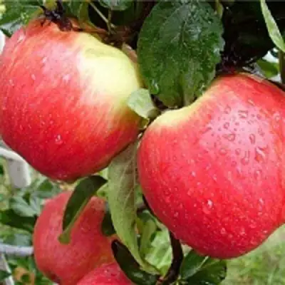 Яблоня ЖЕНЕВА (ЖЕНЕВА ЭРЛИ) в Слониме