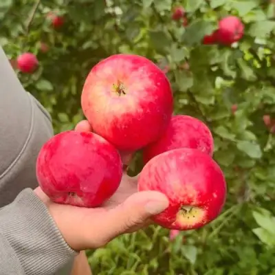 Яблоня АКСЕНА в Слониме