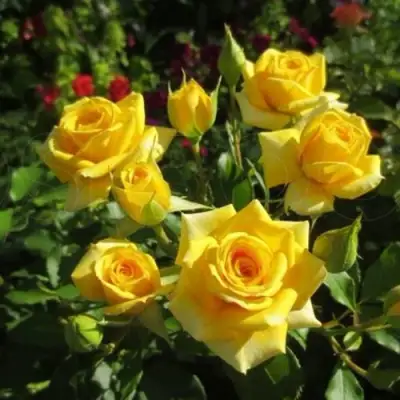 Роза ШАНИ спрей в Слониме