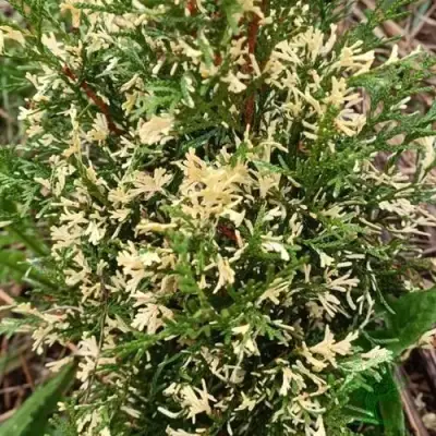 Туя БРАБАНТ ВАРИЕГАТТА западная в Слониме