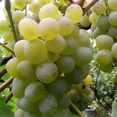 Виноград ТАЛИСМАН в Слониме
