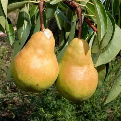 Груша ДЮШЕС ЛЕТНИЙ в Слониме