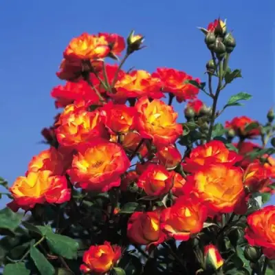 Роза ТАЙФУН спрей в Слониме