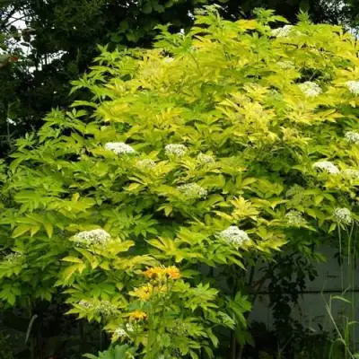 Бузина черная АУРЕА в Слониме