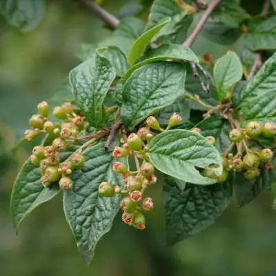 Кизильник пузырчатый в Слониме