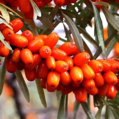 Облепиха ДЖЕМОВАЯ в Слониме