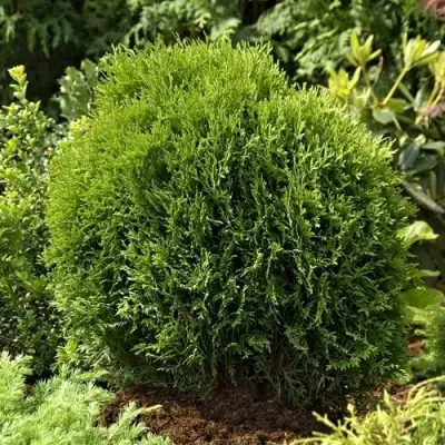 Туя ТИНИ ТИМ западная в Слониме