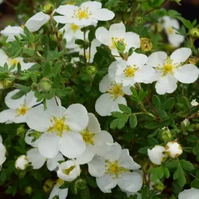 Лапчатка АББОТСВУД кустарниковая в Слониме