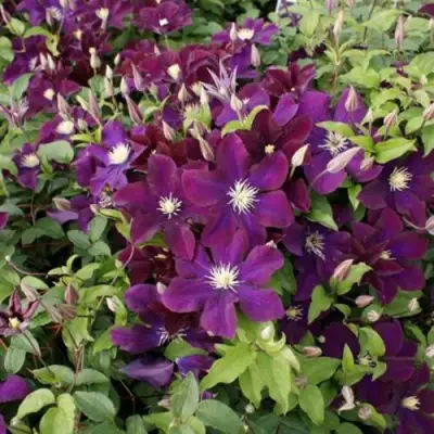 Клематис ГЕРОИ ВАРШАВЫ в Слониме