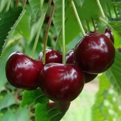 Вишня ЖАДАНА в Слониме