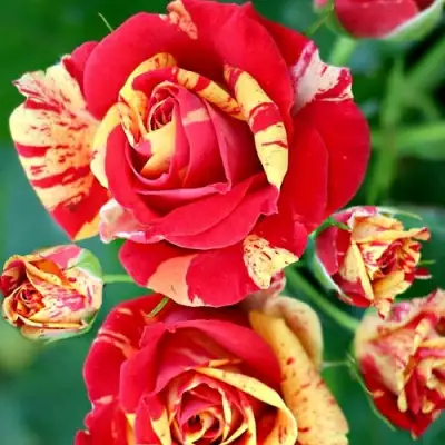 Роза ФАЙЕР ФЛЕШ спрей в Слониме