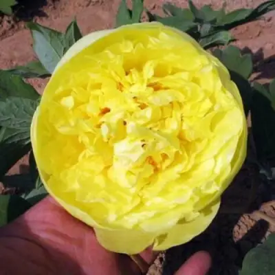 Пион ЗОЛОТО ПОДНЕБЕСНОЙ древовидный в Слониме