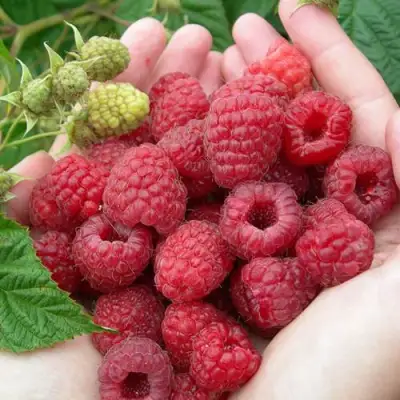 Малина МОЛЛИНГ ДЖУНО в Слониме