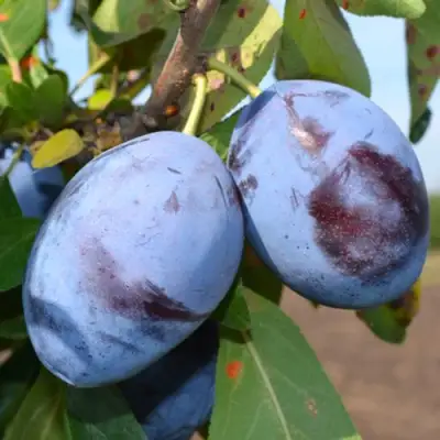 Слива ЧАЧАКСКАЯ ЛЕПОТИКА в Слониме