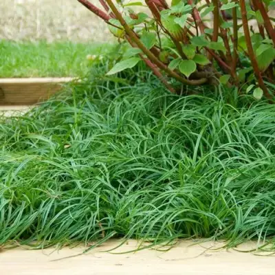 Осока БИТЛЗ в Слониме