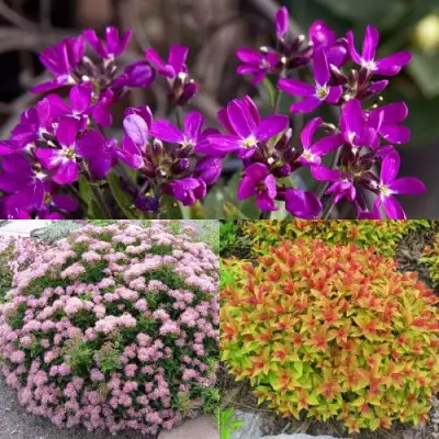 Комплект ЯПОНСКИЙ САД в Слониме