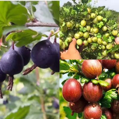 Комплект КРЫЖОВНИК MIX в Слониме