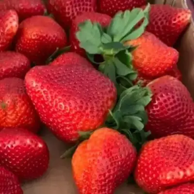 Клубника МОНТЕРЕЙ ремонтантная в Слониме