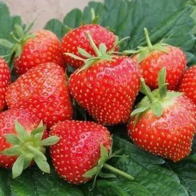 Клубника ЭЛЬСАНТА в Слониме