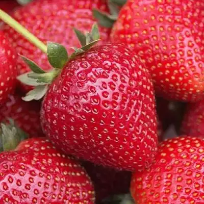 Клубника СЕЛЬВА ремонтантная в Слониме