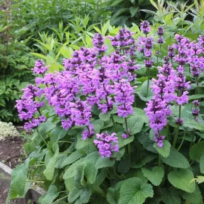 Буквица крупноцветковая в Слониме